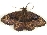 ( - BIOUG85457-H01)  @11 [ ] CreativeCommons - Attribution (2022) CBG Photography Group Centre for Biodiversity Genomics