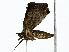  ( - BIOUG85458-A07)  @11 [ ] CreativeCommons - Attribution (2022) CBG Photography Group Centre for Biodiversity Genomics