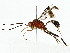  ( - BIOUG85458-D05)  @11 [ ] CreativeCommons - Attribution (2022) CBG Photography Group Centre for Biodiversity Genomics