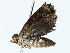  ( - BIOUG85459-A06)  @11 [ ] CreativeCommons - Attribution (2022) CBG Photography Group Centre for Biodiversity Genomics