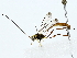  ( - BIOUG85459-B08)  @11 [ ] CreativeCommons - Attribution (2022) CBG Photography Group Centre for Biodiversity Genomics