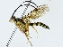  ( - BIOUG89941-G11)  @11 [ ] CreativeCommons - Attribution (2022) CBG Photography Group Centre for Biodiversity Genomics