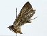  ( - BIOUG89942-B11)  @11 [ ] CreativeCommons - Attribution (2022) CBG Photography Group Centre for Biodiversity Genomics