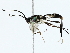 ( - BIOUG89942-C05)  @11 [ ] CreativeCommons - Attribution (2022) CBG Photography Group Centre for Biodiversity Genomics