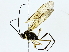 (Dusona INB-010 - BIOUG89942-D08)  @11 [ ] CreativeCommons - Attribution (2022) CBG Photography Group Centre for Biodiversity Genomics