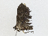  (Cyclophora Malaise8983 - CBG-A04457-A01)  @11 [ ] CreativeCommons - Attribution (2023) CBG Photography Group Centre for Biodiversity Genomics