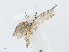  ( - CBG-A04457-A10)  @11 [ ] CreativeCommons - Attribution (2023) CBG Photography Group Centre for Biodiversity Genomics