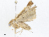  ( - CBG-A04594-A04)  @11 [ ] CreativeCommons - Attribution (2023) CBG Photography Group Centre for Biodiversity Genomics