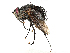  ( - CBG-A04448-A09)  @11 [ ] CreativeCommons - Attribution (2023) CBG Photography Group Centre for Biodiversity Genomics