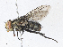  (Billaea Malaise4262 - CBG-A04449-D10)  @11 [ ] CreativeCommons - Attribution (2023) CBG Photography Group Centre for Biodiversity Genomics