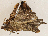  ( - CBG-A04480-D02)  @11 [ ] CreativeCommons - Attribution (2023) CBG Photography Group Centre for Biodiversity Genomics