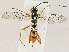  (crypMalaise01 Malaise3641 - CBG-A04480-F06)  @11 [ ] CreativeCommons - Attribution (2023) CBG Photography Group Centre for Biodiversity Genomics