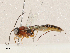  (tersiMalaise01 Malaise8411 - CBG-A04501-E04)  @11 [ ] CreativeCommons - Attribution (2023) CBG Photography Group Centre for Biodiversity Genomics