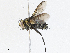  (Lixophaga Malaise1367 - CBG-A04522-C02)  @11 [ ] CreativeCommons - Attribution (2023) CBG Photography Group Centre for Biodiversity Genomics