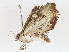  (spiloBioLep01 Malaise8659 - CBG-A04522-C05)  @11 [ ] CreativeCommons - Attribution (2023) CBG Photography Group Centre for Biodiversity Genomics