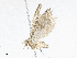  ( - CBG-A04522-G02)  @11 [ ] CreativeCommons - Attribution (2023) CBG Photography Group Centre for Biodiversity Genomics