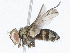  ( - CBG-A04541-D06)  @11 [ ] CreativeCommons - Attribution (2023) CBG Photography Group Centre for Biodiversity Genomics