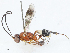  (cryptJanzen01 Malaise9613 - CBG-A04542-A06)  @11 [ ] CreativeCommons - Attribution (2023) CBG Photography Group Centre for Biodiversity Genomics