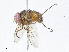  (Telothyria Malaise5876 - CBG-A04543-D08)  @11 [ ] CreativeCommons - Attribution (2023) CBG Photography Group Centre for Biodiversity Genomics