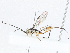  (ichneuMalaise01 Malaise7343 - CBG-A04543-F06)  @11 [ ] CreativeCommons - Attribution (2023) CBG Photography Group Centre for Biodiversity Genomics