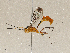  (Xiphosomella Malaise9630 - CBG-A04544-E10)  @11 [ ] CreativeCommons - Attribution (2023) CBG Photography Group Centre for Biodiversity Genomics