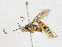  (ichneuMalaise01 Malaise7848 - CBG-A04597-A06)  @11 [ ] CreativeCommons - Attribution (2023) CBG Photography Group Centre for Biodiversity Genomics