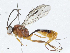  ( - CBG-A05374-F09)  @13 [ ] CreativeCommons - Attribution (2023) CBG Photography Group Centre for Biodiversity Genomics