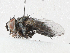  ( - CBG-A05398-C12)  @11 [ ] CreativeCommons - Attribution (2023) CBG Photography Group Centre for Biodiversity Genomics