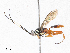  ( - CBG-A04502-B12)  @11 [ ] CreativeCommons - Attribution (2023) CBG Photography Group Centre for Biodiversity Genomics