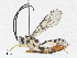  ( - CBG-A04502-C11)  @11 [ ] CreativeCommons - Attribution (2023) CBG Photography Group Centre for Biodiversity Genomics