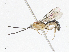  (Exochus Malaise3061 - CBG-A04524-C07)  @11 [ ] CreativeCommons - Attribution (2023) CBG Photography Group Centre for Biodiversity Genomics