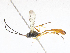  (Dusona malaise9200 - CBG-A04524-G04)  @11 [ ] CreativeCommons - Attribution (2023) CBG Photography Group Centre for Biodiversity Genomics