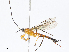  (Hymenoepimecis Malaise4137 - CBG-A04525-A08)  @11 [ ] CreativeCommons - Attribution Share - Alike (2023) CBG Photography Group Centre for Biodiversity Genomics
