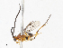  ( - CBG-A04526-A12)  @11 [ ] CreativeCommons - Attribution Share - Alike (2023) CBG Photography Group Centre for Biodiversity Genomics