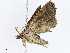  ( - CBG-A04526-B03)  @11 [ ] CreativeCommons - Attribution Share - Alike (2023) CBG Photography Group Centre for Biodiversity Genomics