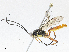  (Carinodes Malaise3063 - CBG-A04571-G09)  @11 [ ] CreativeCommons - Attribution (2023) CBG Photography Group Centre for Biodiversity Genomics
