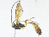  ( - CBG-A04571-G11)  @11 [ ] CreativeCommons - Attribution (2023) CBG Photography Group Centre for Biodiversity Genomics