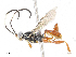  (Carinodes Malaise7102 - CBG-A04571-H08)  @11 [ ] CreativeCommons - Attribution (2023) CBG Photography Group Centre for Biodiversity Genomics