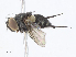  (Sphaerina Malaise4296 - CBG-A04572-E04)  @11 [ ] CreativeCommons - Attribution Share-Alike (2023) CBG Photography Group Centre for Biodiversity Genomics