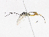  (cryptJanzen01 Malaise2946 - CBG-A04572-F04)  @11 [ ] CreativeCommons - Attribution Share-Alike (2023) CBG Photography Group Centre for Biodiversity Genomics