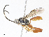  ( - CBG-A04600-E11)  @11 [ ] CreativeCommons - Attribution (2023) CBG Photography Group Centre for Biodiversity Genomics