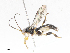  (Orthocentrus Malaise5392 - CBG-A04600-G04)  @11 [ ] CreativeCommons - Attribution (2023) CBG Photography Group Centre for Biodiversity Genomics
