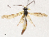  (Dusona Malaise3261 - CBG-A05377-B12)  @11 [ ] CreativeCommons - Attribution (2023) CBG Photography Group Centre for Biodiversity Genomics