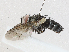  (Lixophaga Malaise2050 - CBG-A05399-F01)  @11 [ ] CreativeCommons - Attribution (2023) CBG Photography Group Centre for Biodiversity Genomics