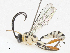  ( - CBG-A05400-A07)  @11 [ ] CreativeCommons - Attribution (2023) CBG Photography Group Centre for Biodiversity Genomics