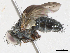  ( - CBG-A06198-A05)  @11 [ ] CreativeCommons - Attribution (2023) CBG Photography Group Centre for Biodiversity Genomics
