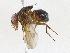  ( - CBG-A06199-B05)  @11 [ ] CreativeCommons - Attribution (2023) CBG Photography Group Centre for Biodiversity Genomics