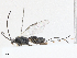 (Dolichogenidea Janzen59 - CBG-A06199-E02)  @11 [ ] CreativeCommons - Attribution (2023) CBG Photography Group Centre for Biodiversity Genomics