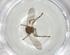  (Ornithoica vicina - CBG-A07182-H01)  @11 [ ] CreativeCommons - Attribution (2023) Centre for Biodiversity Genomics Centre for Biodiversity Genomics