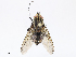  ( - CBG-A07061-G08)  @11 [ ] CreativeCommons - Attribution Share - Alike (2023) CBG Photography Group Centre for Biodiversity Genomics